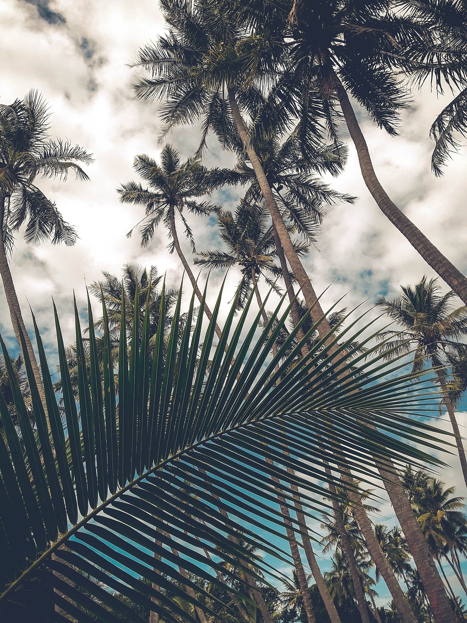 coconut trees, fins, sky